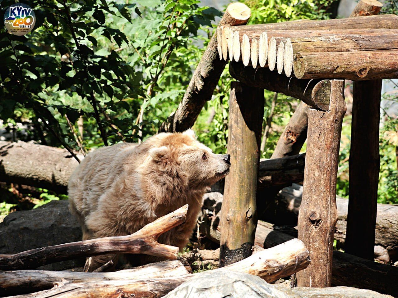 У Київському зоопарку оновили літній вольєр для ведмедя Боба та ведмедиці Чудо. Фото і відео