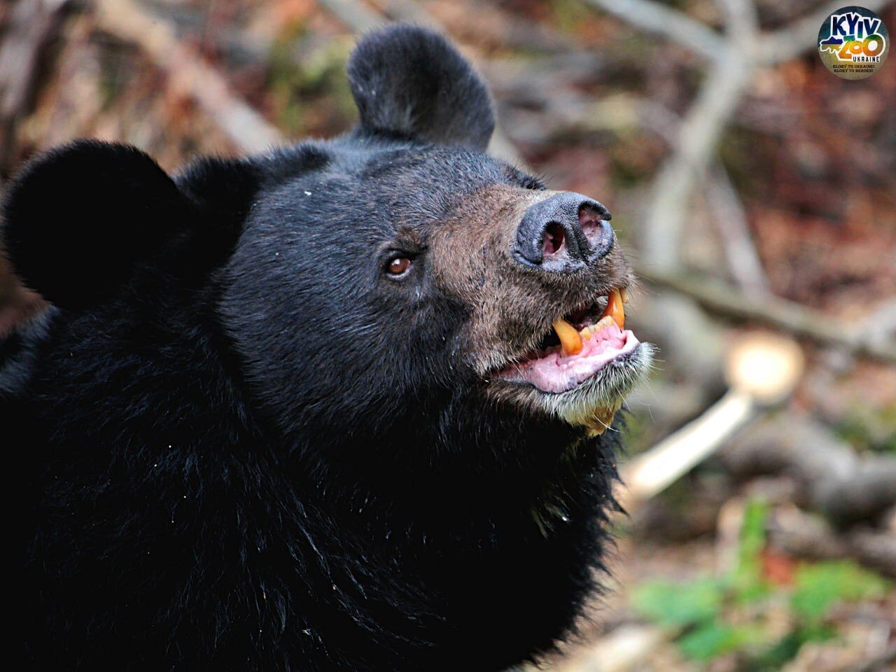 У Київському зоопарку оновили літній вольєр для ведмедя Боба та ведмедиці Чудо. Фото і відео