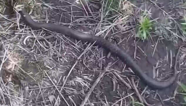 На Хмельниччині кішка вполювала змію, більшу за себе. Відео