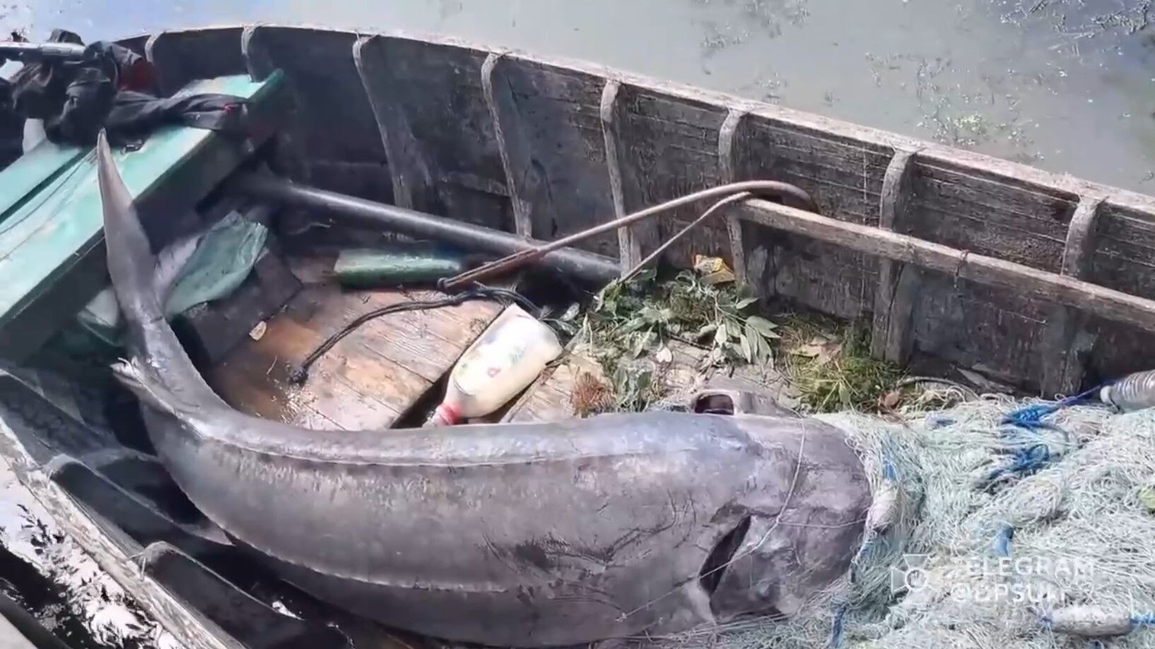 На Одесщине браконьеры убили 125-килограммовую белугу, занесенную в Красную книгу. Видео