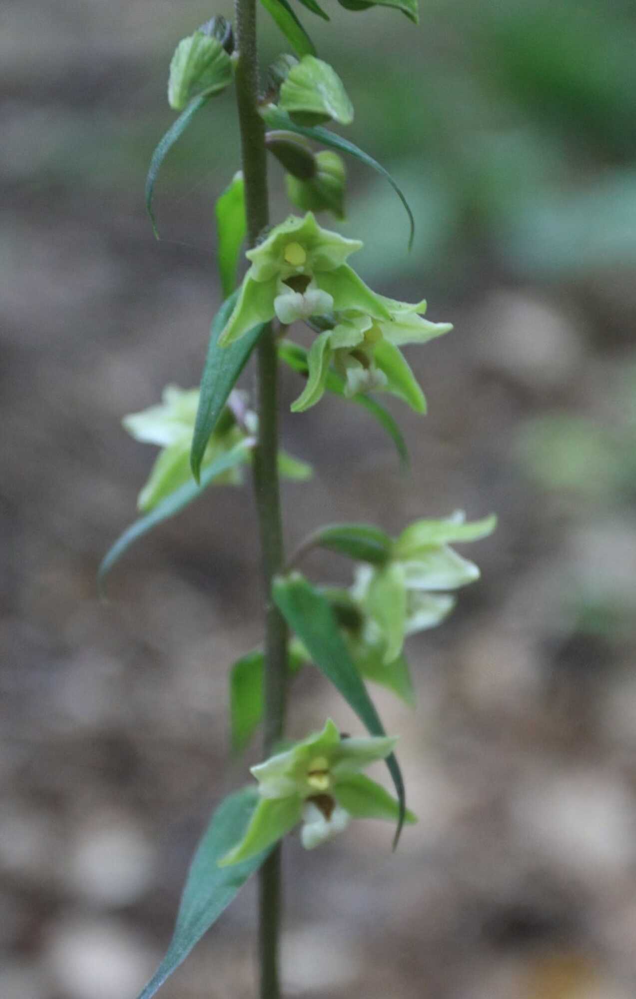 В Киеве начала цвести редкая орхидея: увидеть ее можно только в одном месте столицы. Фото
