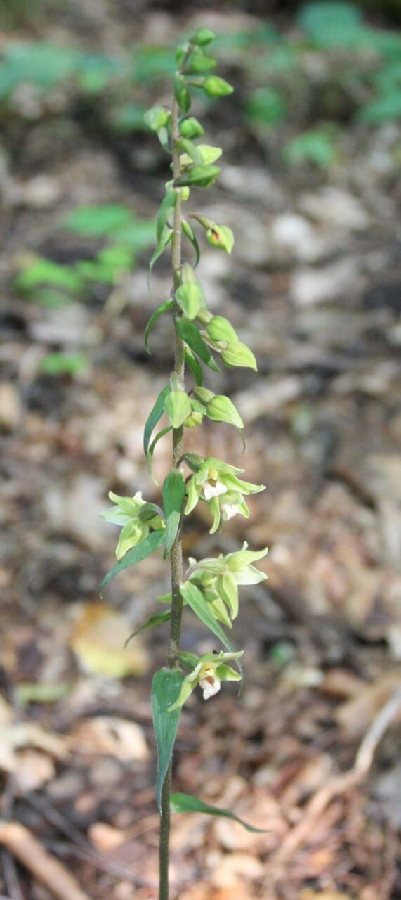 В Киеве начала цвести редкая орхидея: увидеть ее можно только в одном месте столицы. Фото