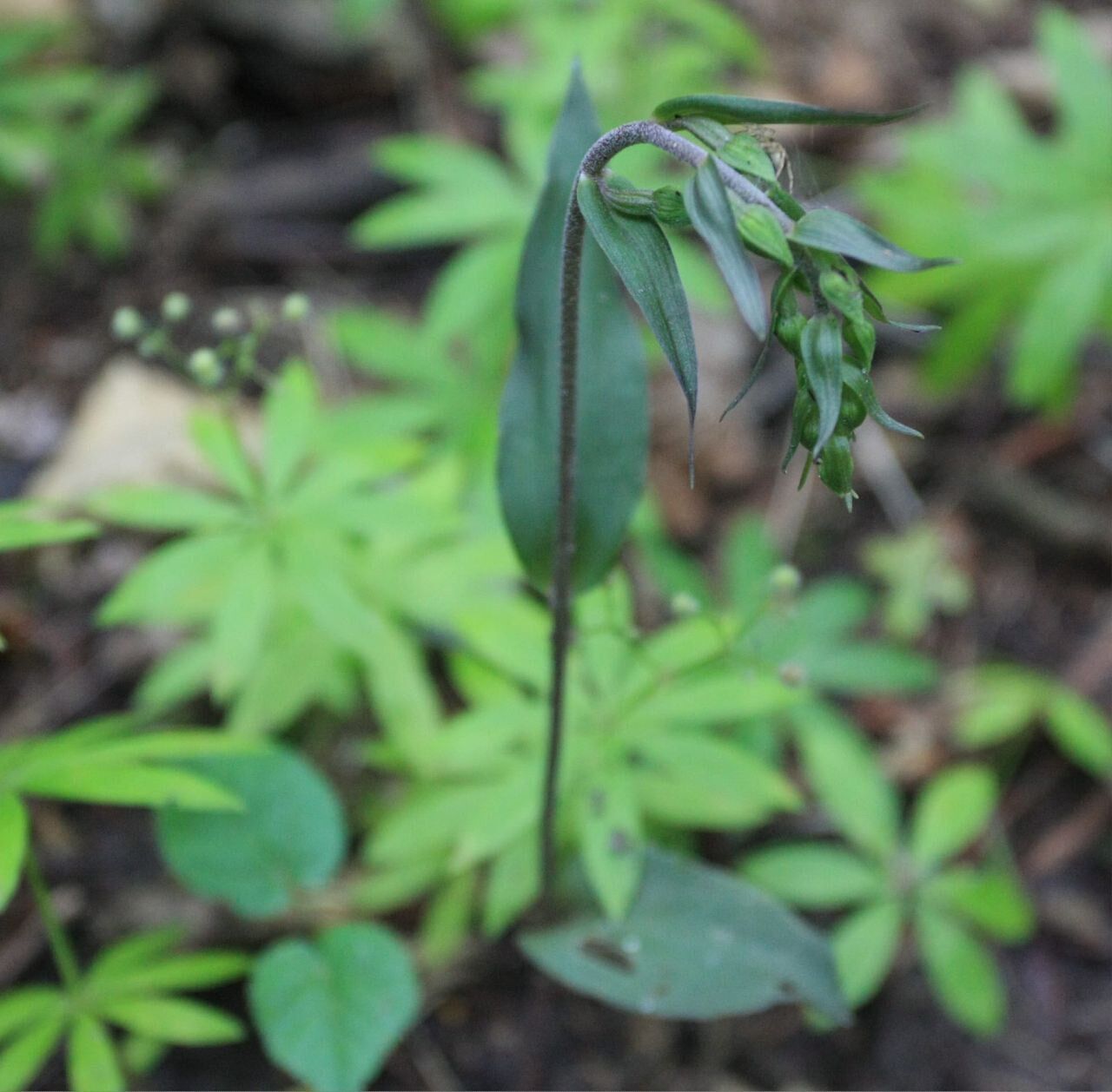 В Киеве начала цвести редкая орхидея: увидеть ее можно только в одном месте столицы. Фото