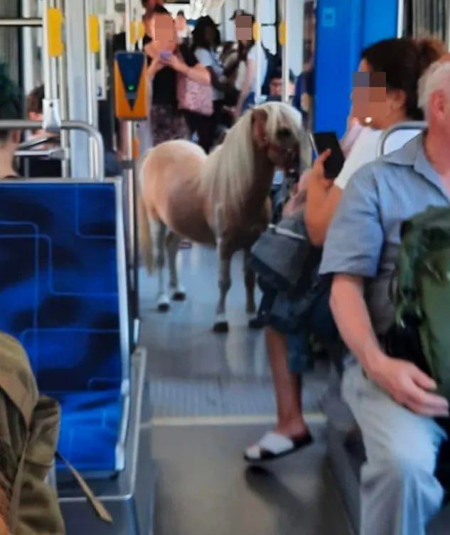 В Германии пони проехался на трамвае и стал звездой соцсетей. Фото