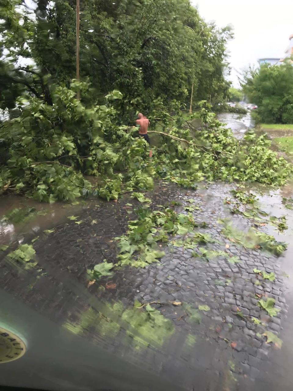 Ужгород накрив шторм: повалено десятки дерев, затоплено вулиці. Фото і відео