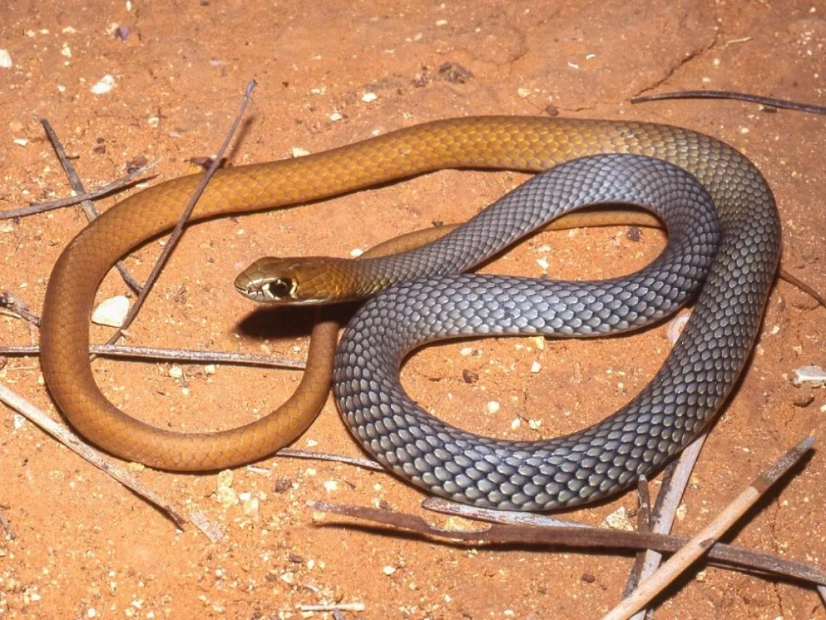 Открыт новый вид ядовитых и очень быстрых змей: где водятся