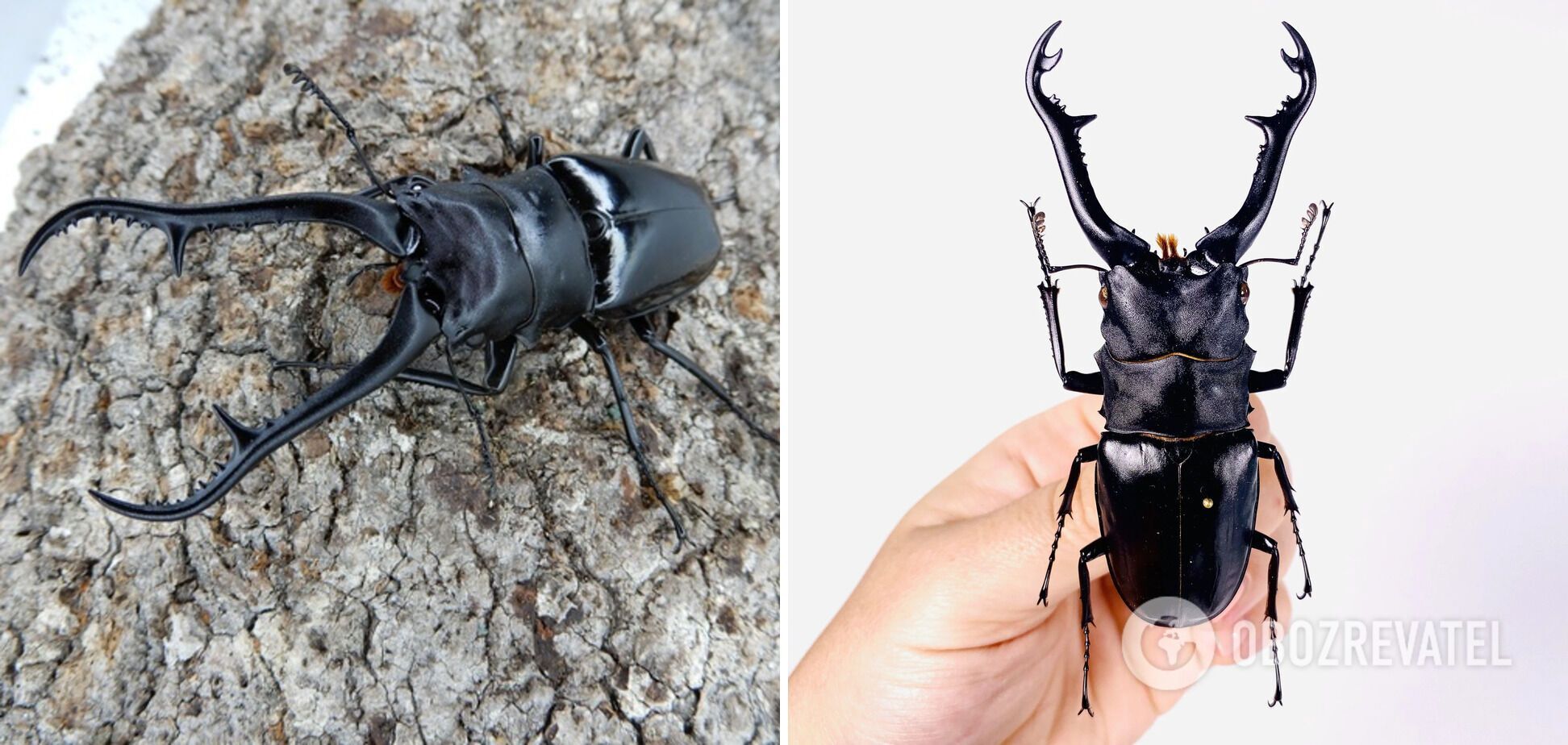 Как выглядят самые большие в мире жуки: топ-10 видов