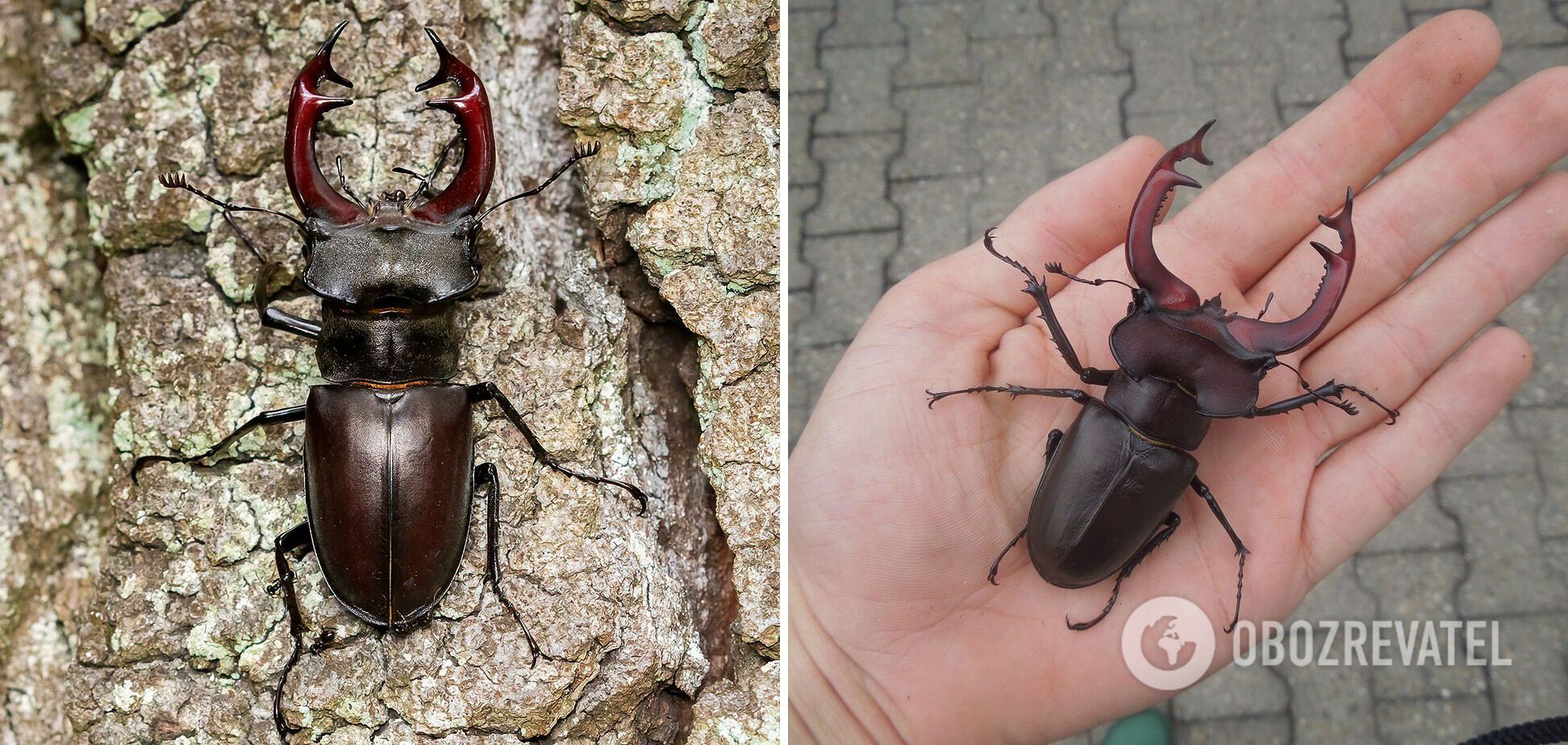 Як виглядають найбільші у світі жуки: топ-10 видів