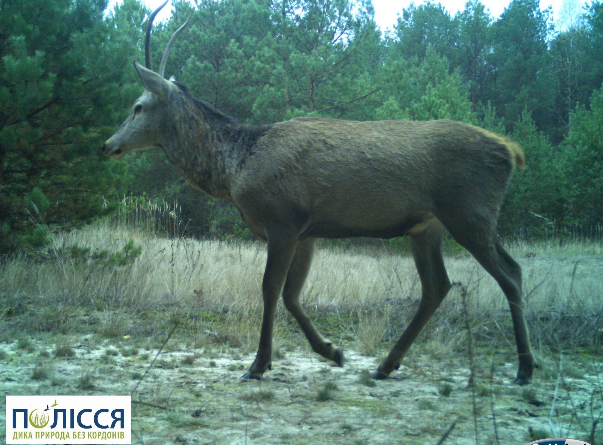 В Чернобыльской зоне заметили благородного оленя с необычными рогами. Фото