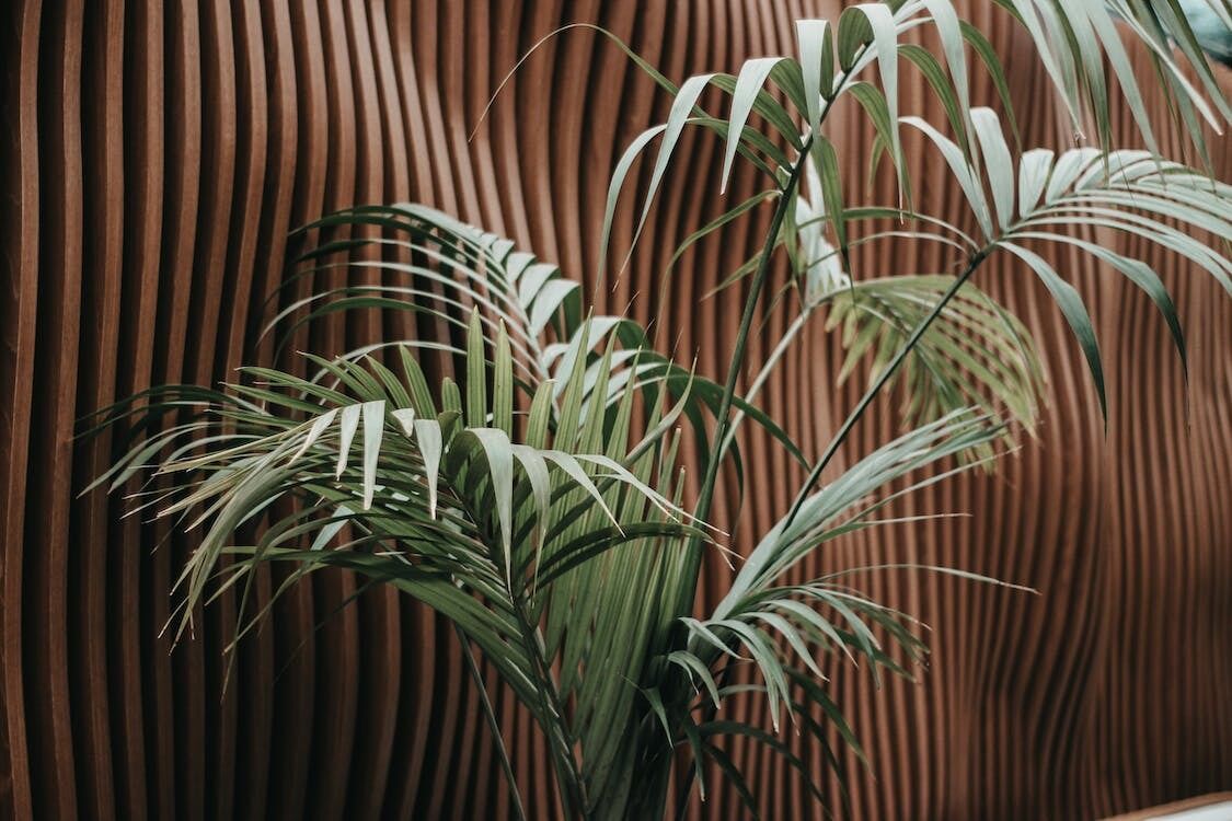 Дома будет как на отдыхе: какие тропические растения можно посадить в квартире