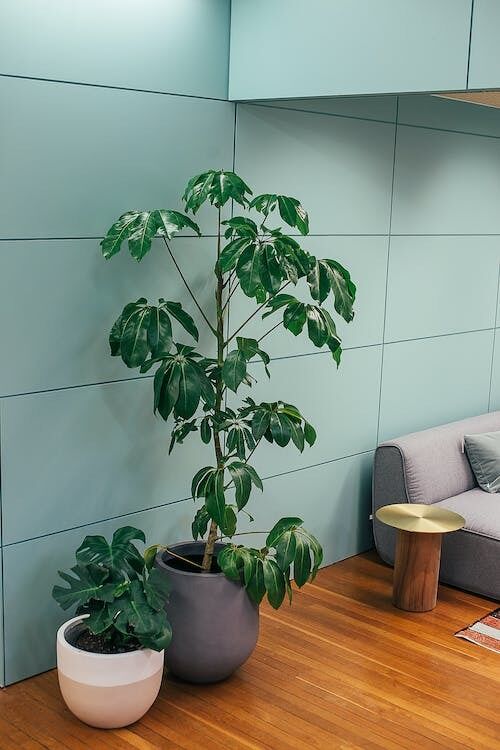 Вдома буде, як на відпочинку: які тропічні рослини можна посадити у квартирі