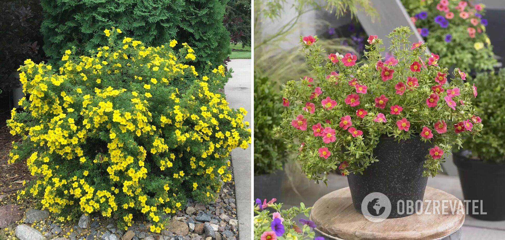 Які декоративні кущі квітнуть все літо: чим прикрасити сад