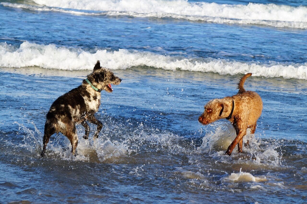 За похід на пляж із собакою можуть оштрафувати