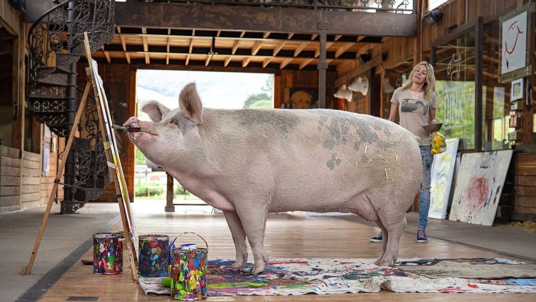 Свиня на прізвисько Пігкассо заробила більше мільйона доларів, малюючи картини: її роботи є в колекції Джорджа Клуні