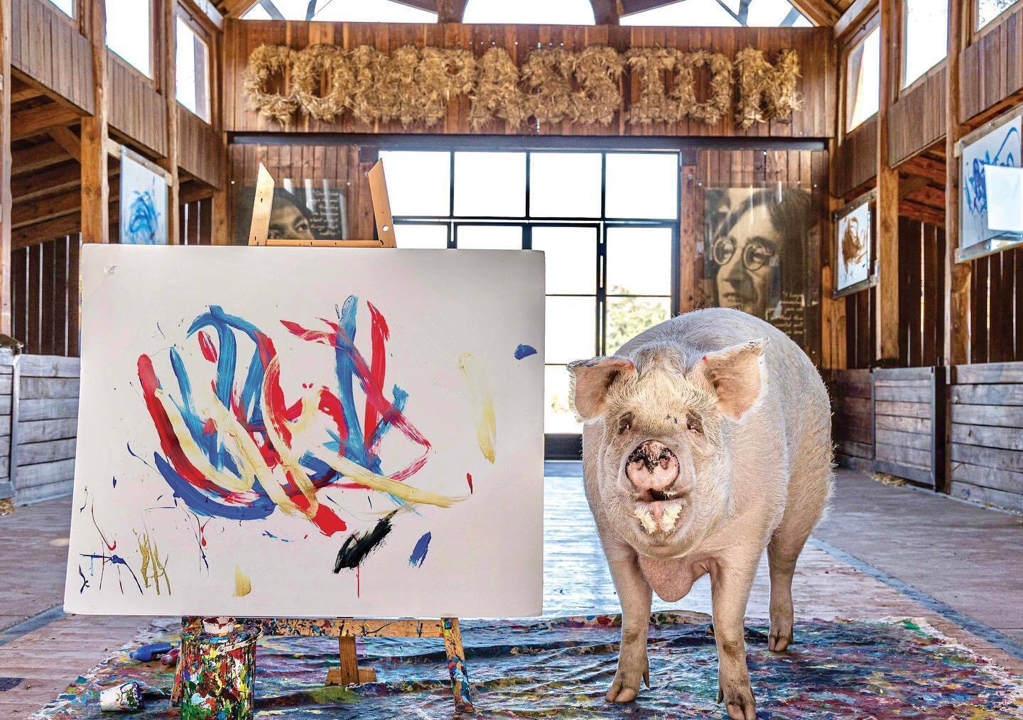 Свиня на прізвисько Пігкассо заробила більше мільйона доларів, малюючи картини: її роботи є в колекції Джорджа Клуні