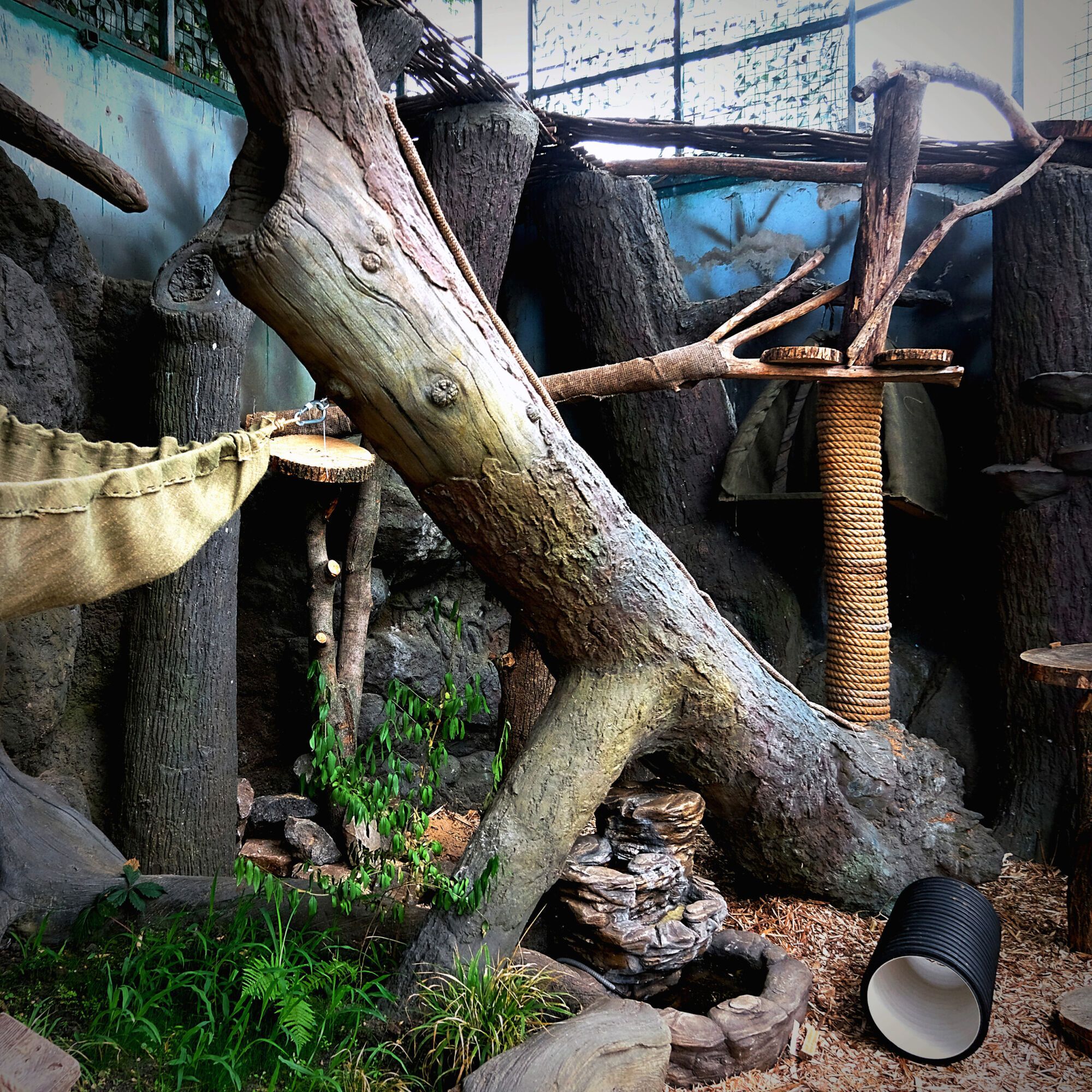 Пострадали от бесчеловечной жестокости: в зоопарке Киева спасенных каракалов переселили в летний дом. Фото и видео