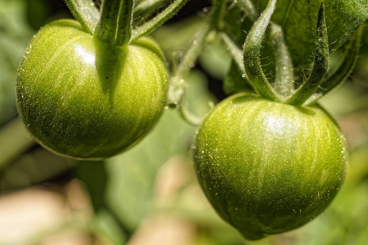 Зеленые помидоры для аджики