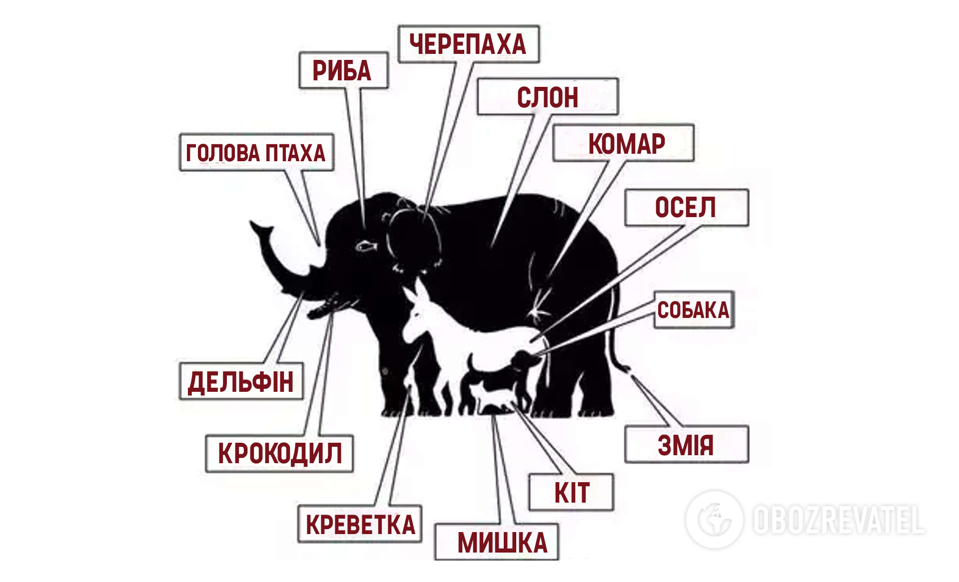 Быстрый тест на определение уровня IQ – найдите животных на картинке |  OBOZ.UA