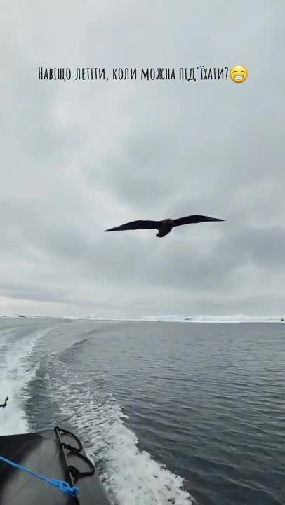 "Зачем лететь, когда можно подъехать?" Морская птица скуа прокатилась до станции Вернадского на лодке украинских полярников. Видео