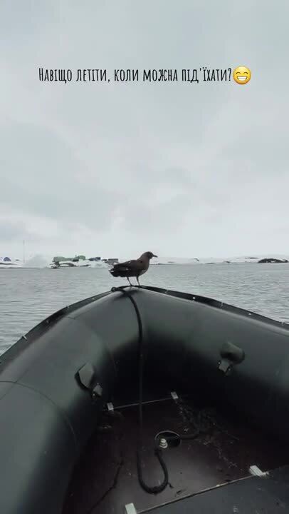 "Зачем лететь, когда можно подъехать?" Морская птица скуа прокатилась до станции Вернадского на лодке украинских полярников. Видео