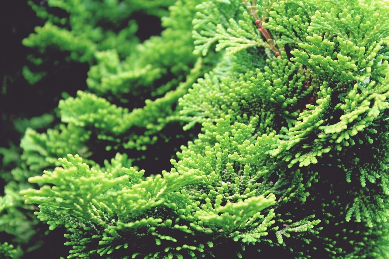 Вечнозеленые растения, которые идеально подойдут для забора: топ-8 кустов и деревьев