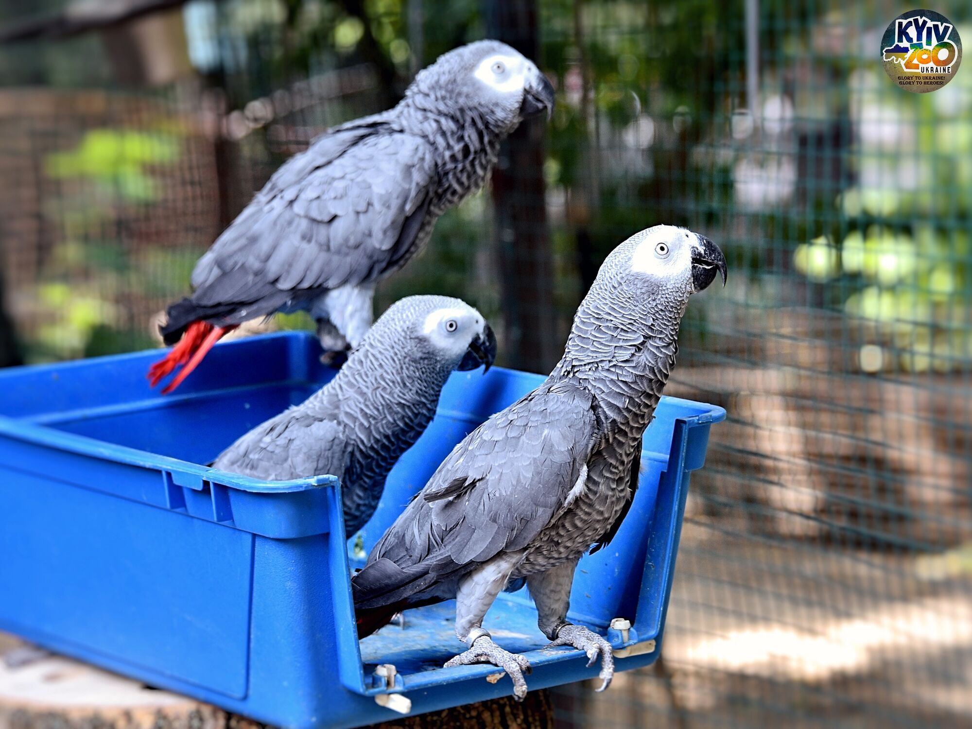 У Київському зоопарку родину папуг Жако, врятованих у 2022 році, переселили до нового вольєру. Фото та відео