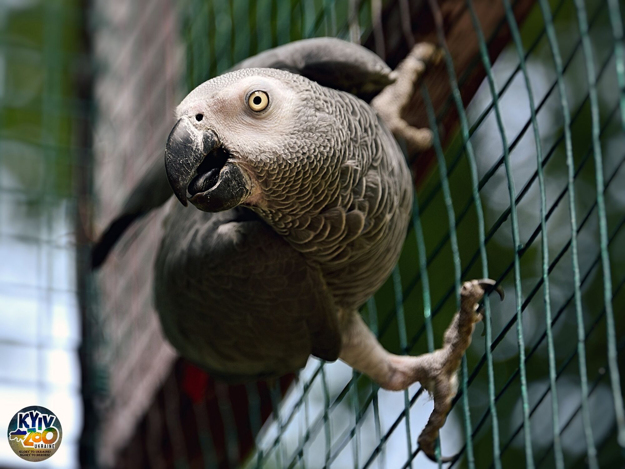 В Киевском зоопарке семью попугаев Жако, спасенных в 2022 году, переселили в новый вольер. Фото и видео