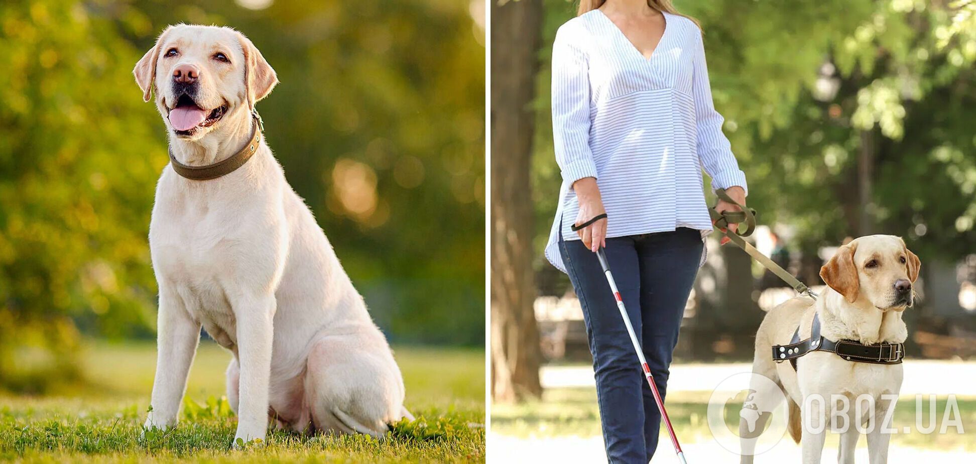 Які собаки є найкращими поводирями для сліпих: породи і фото