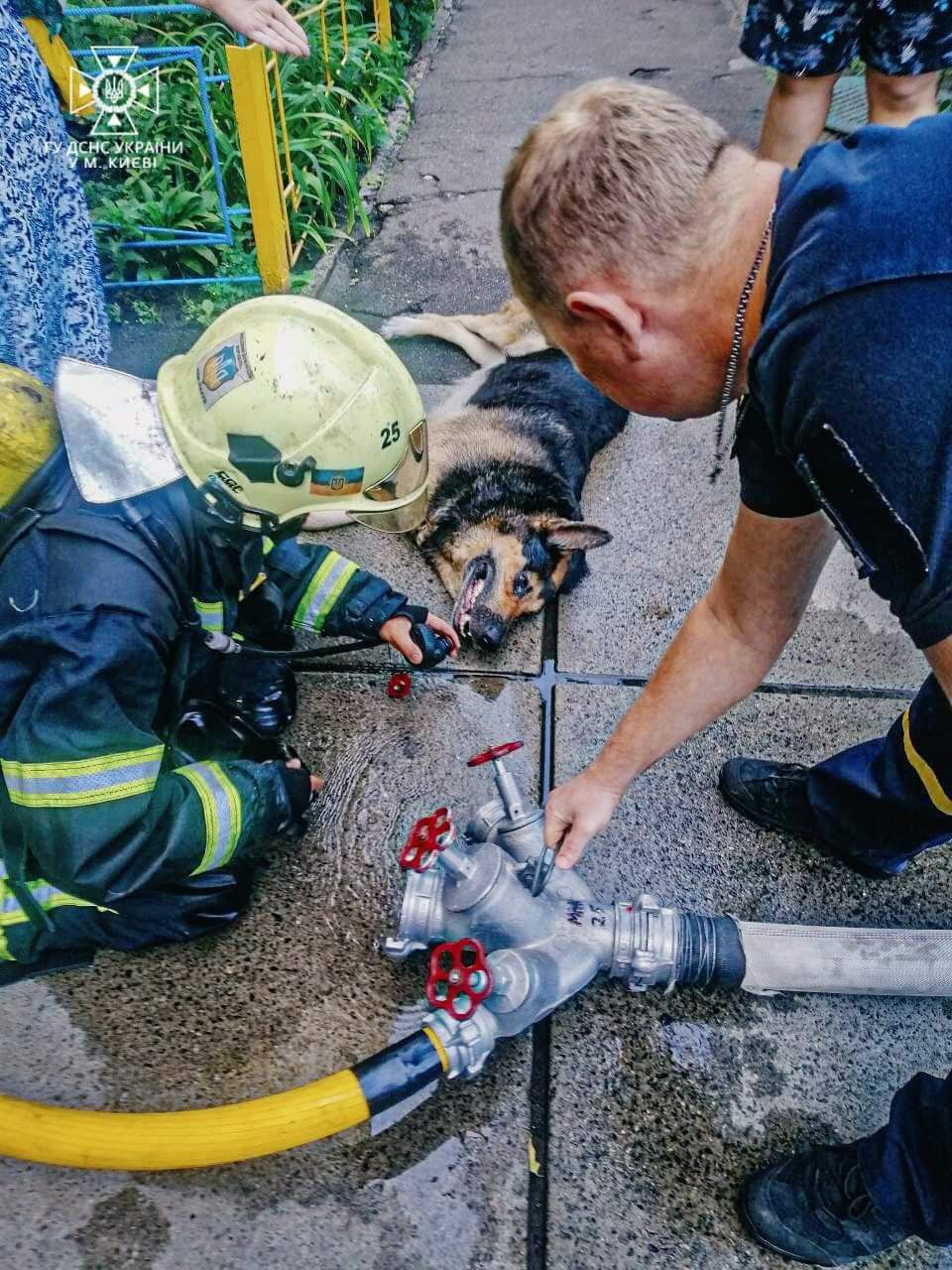 У Києві на Оболоні через забуту праску ледь не згоріла квартира: бійці ДСНС врятували собаку. Фото, відео