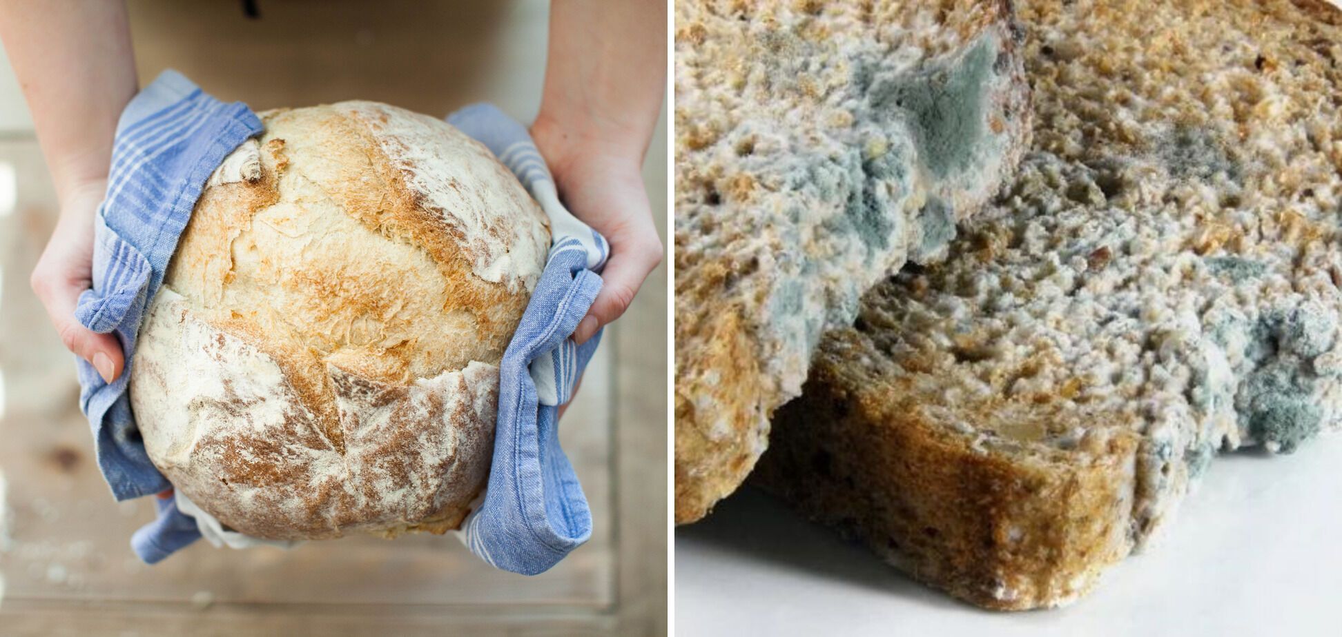 Как избежать плесени на хлебе