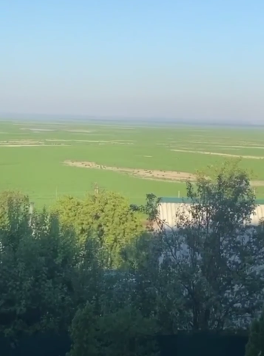 Как футбольное поле: Каховское водохранилище после обмеления позеленело. Видео