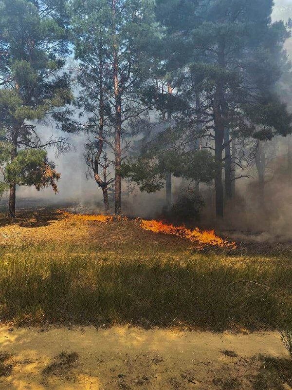 Горіло 6000 квадратів лісу: на Миколаївщині рятувальники ліквідували масштабну пожежу. Фото