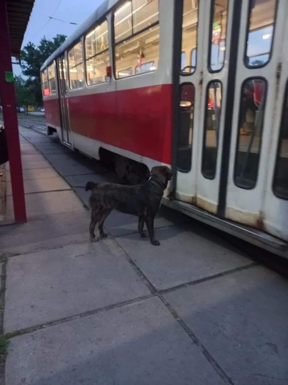 В Киеве в трамвае заметили четвероногого пассажира: в сети предположили, что пес пытается найти владельца. Фото