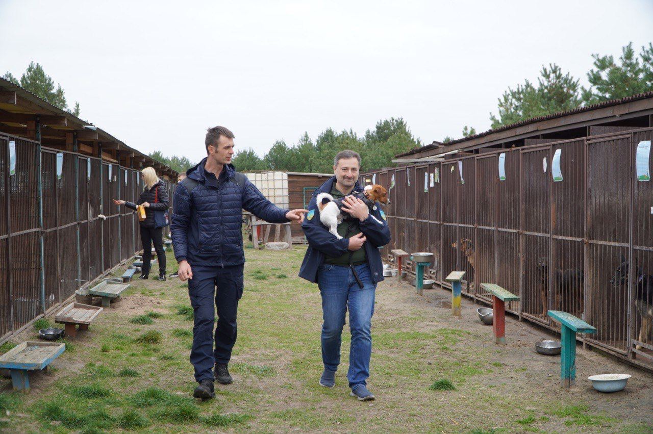 На Киевщине благодаря псу Патрону удалось отстроить поврежденный обстрелами приют для животных. Фото и видео