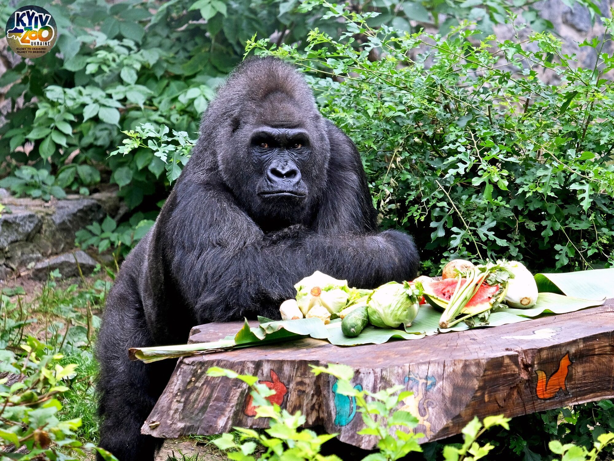 Старейшей горилле Европы Тони исполнилось 49 лет: Киевский зоопарк пригласил поздравить именинника. Фото и видео