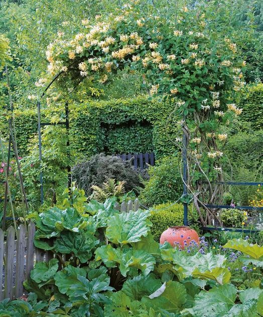 Какие растения выбрать для арки в саду: лучшие вьющиеся варианты