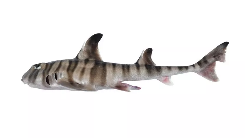 Виявлено новий вид акули, в якої підозріло схожі на людські зуби