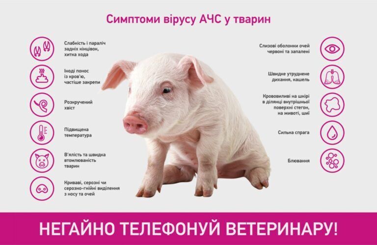 В одному з районів Київщини зафіксували спалах африканської чуми свиней: де діятиме карантин