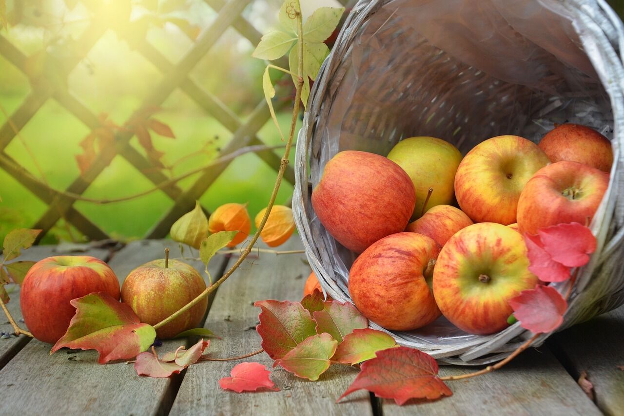Як правильно зберігати яблука на зиму, щоб вони не гнили: ділимось дієвими способами