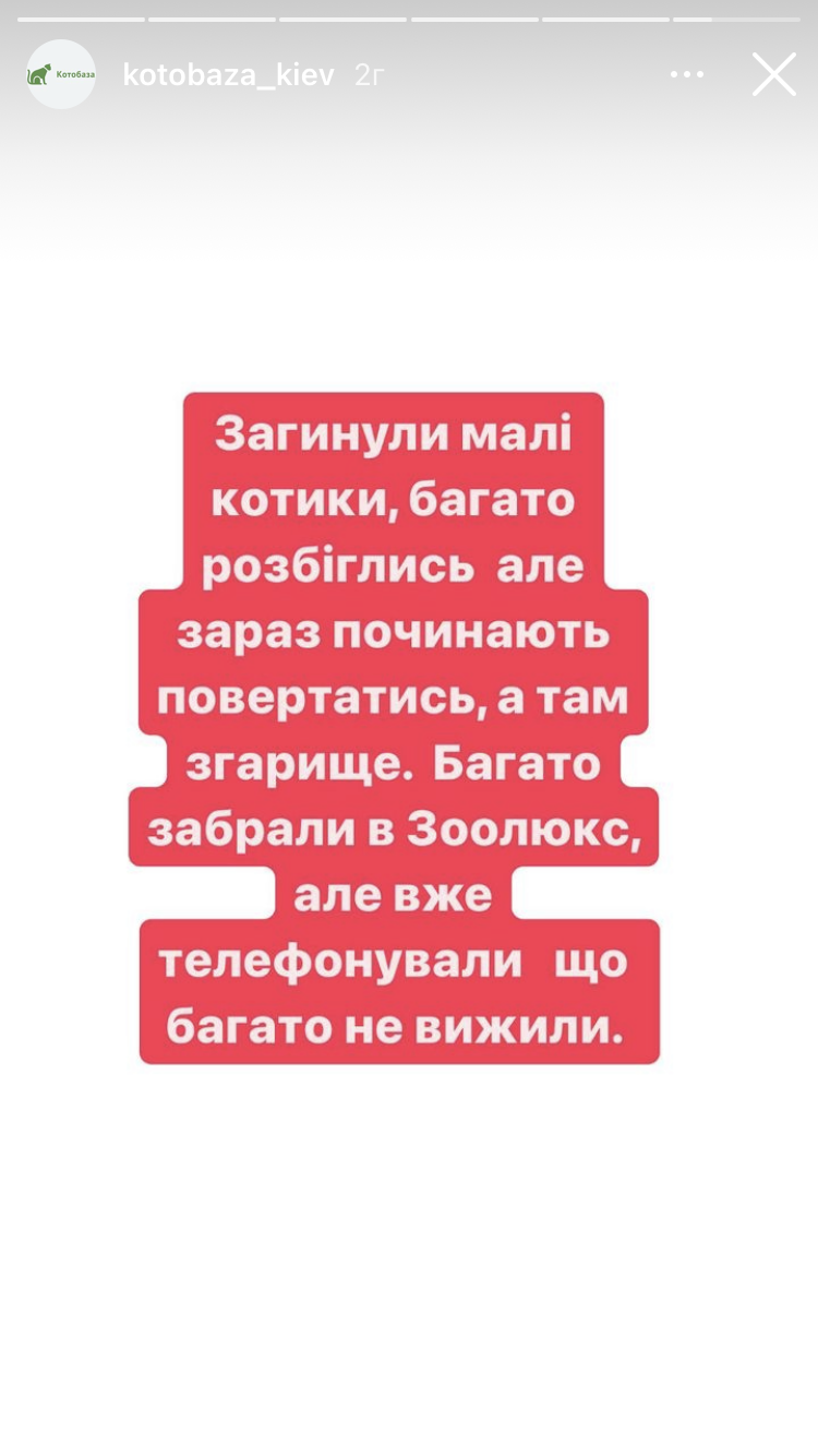 В Киеве сгорел приют для животных "Котобаза", погибли коты: местные говорят о подрыве. Видео