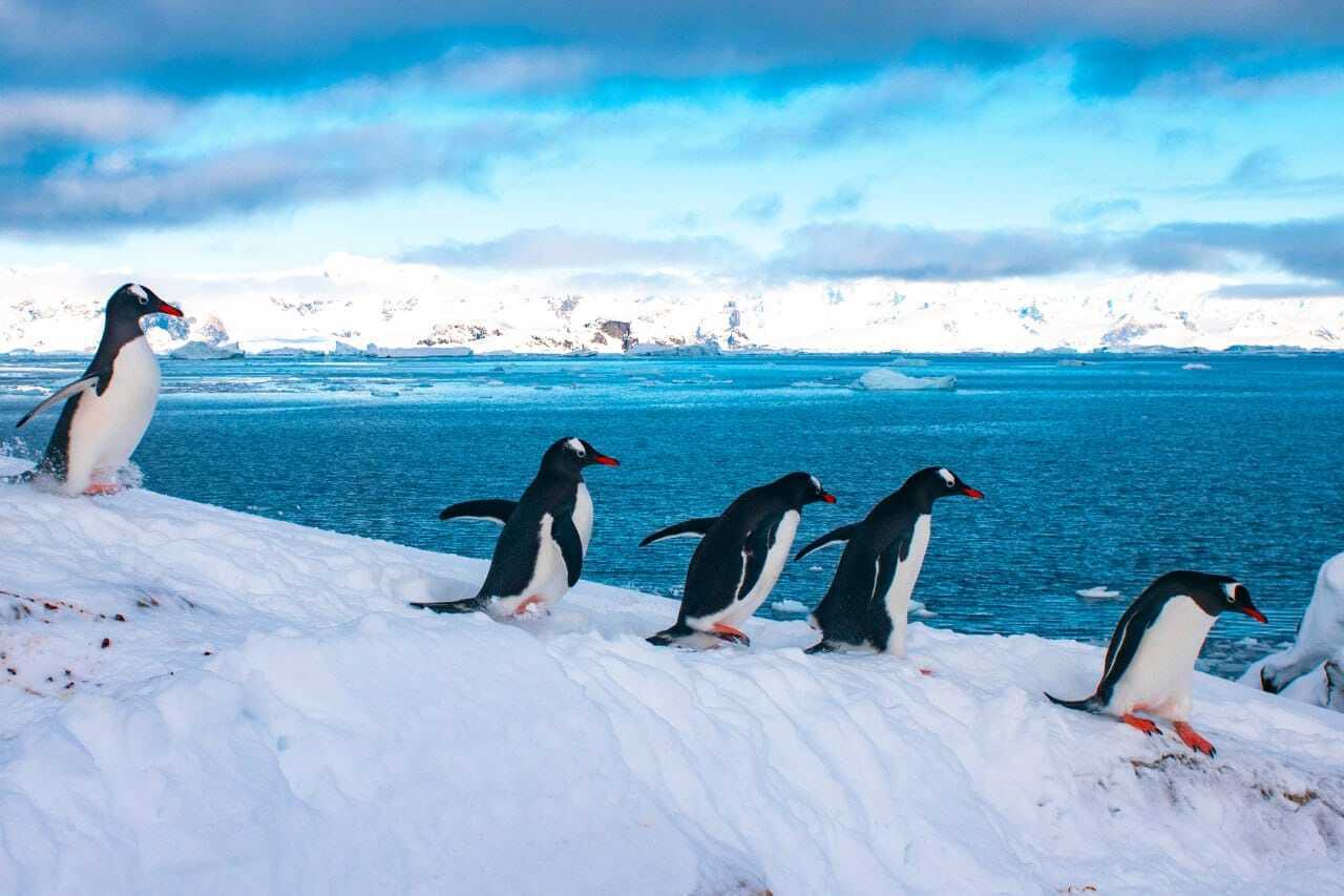 Станцию "Академик Вернадский" заполонили пингвины для гнездования. Фото