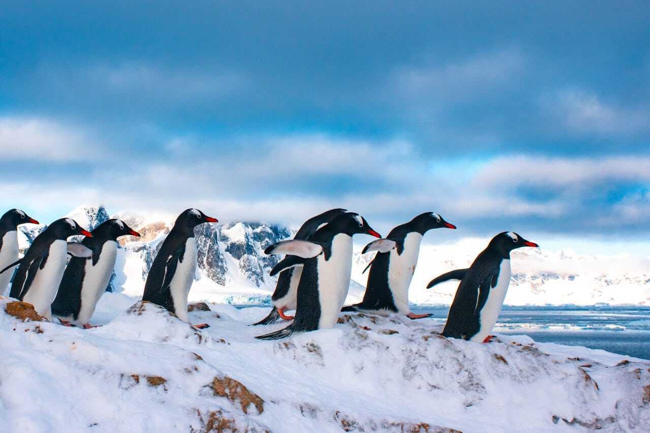  Станцію "Академік Вернадський" заполонили пінгвіни для гніздування. Фото