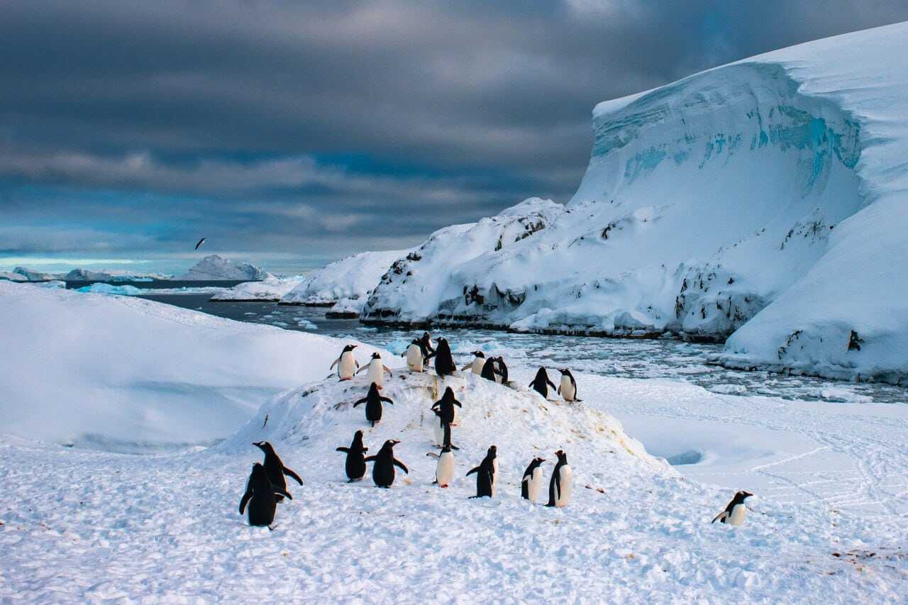 Станцию "Академик Вернадский" заполонили пингвины для гнездования. Фото