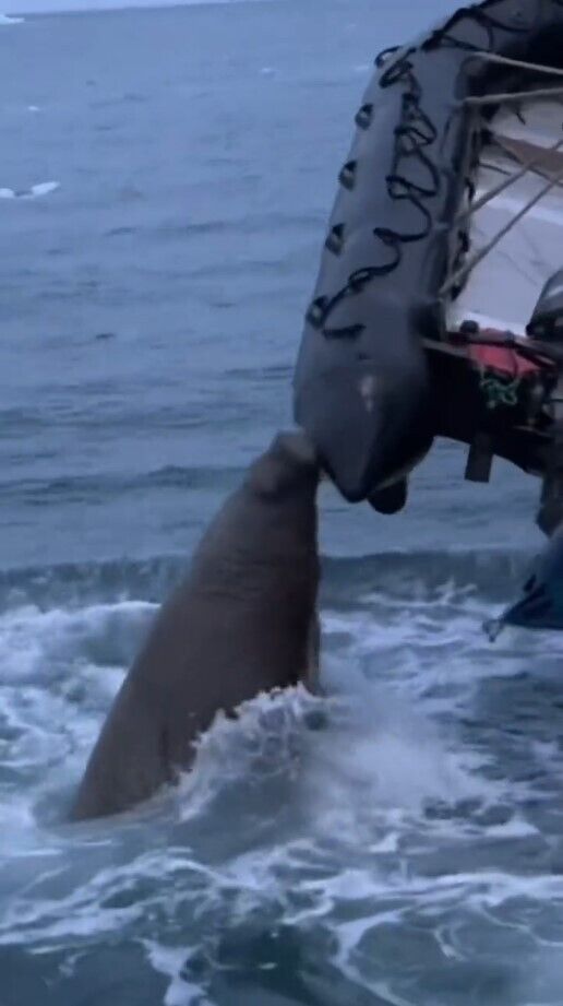 "Защищала свою территорию": моржиха напала на лодку россиян в Северном Ледовитом океане. Видео