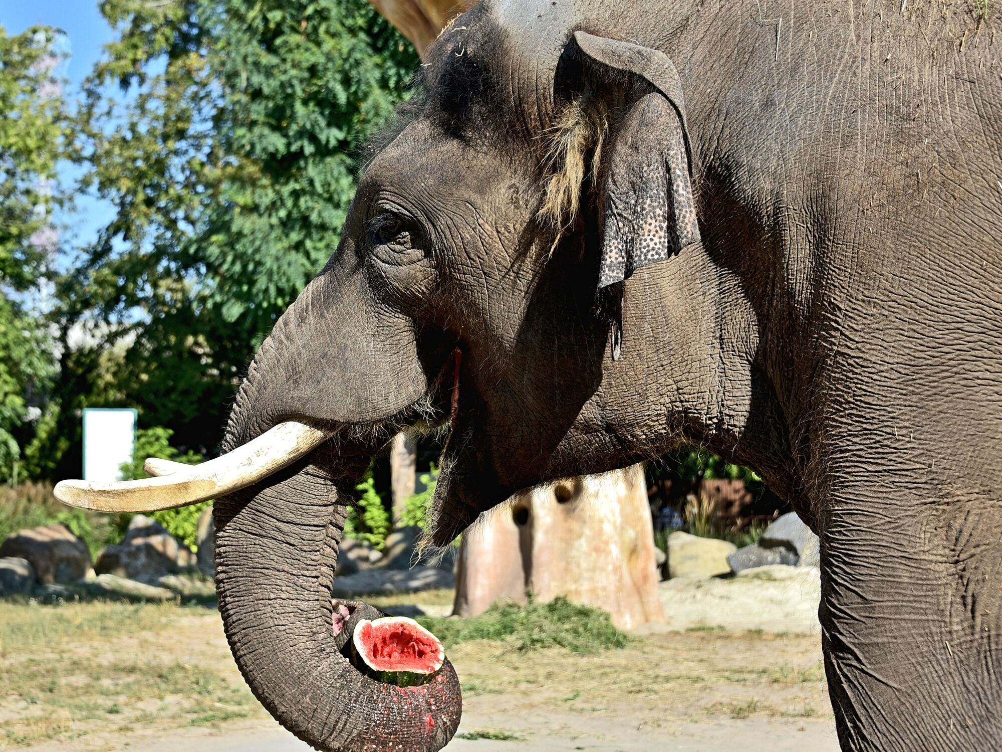 В Киеве на выходных устроят арбузно-тыквенный уикенд для слона Хораса и бегемота Лили. Фото и видео