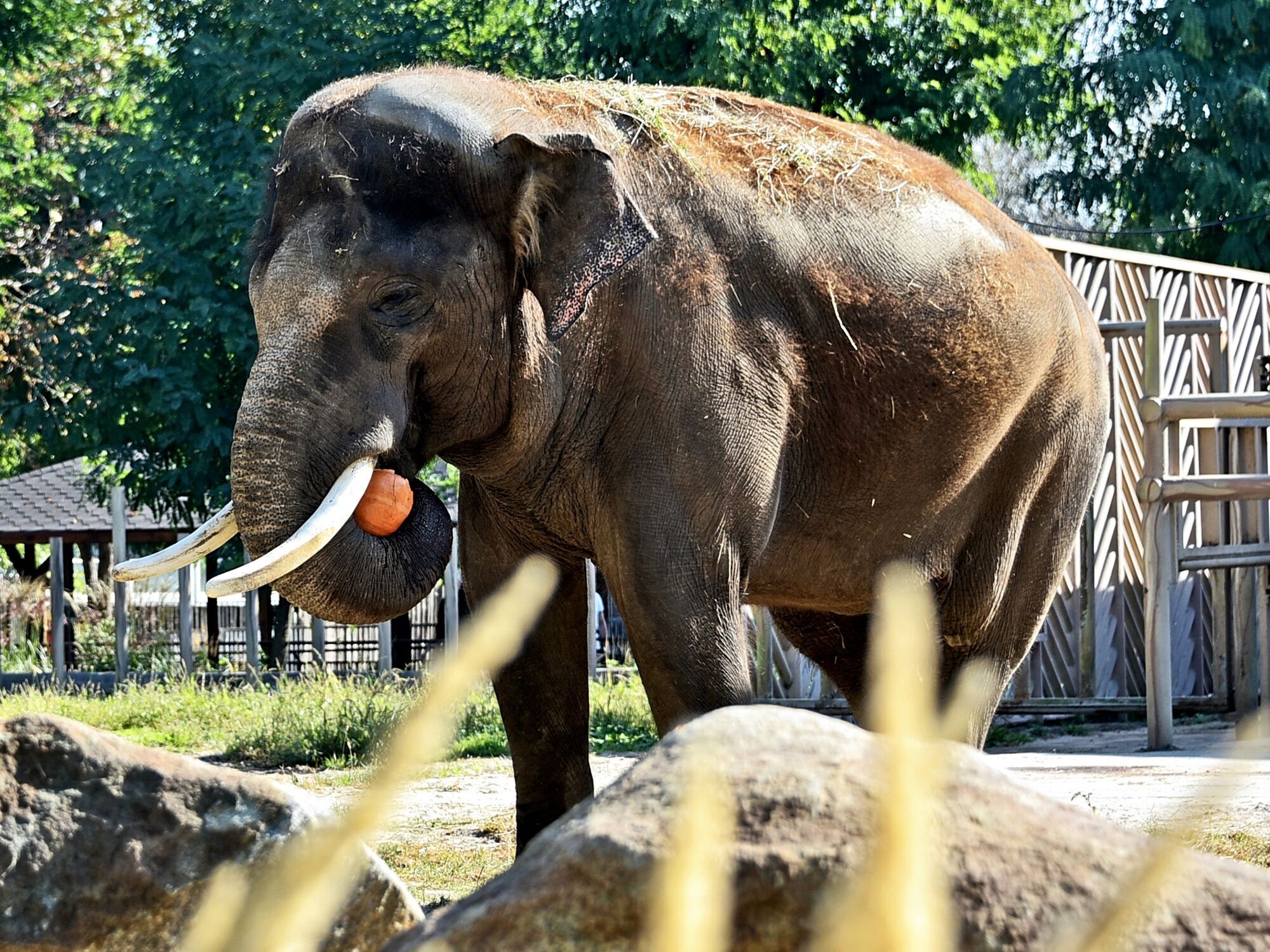 У Києві на вихідних влаштують кавуново-гарбузовий вікенд для слона Хораса та бегемота Лілі. Фото та відео