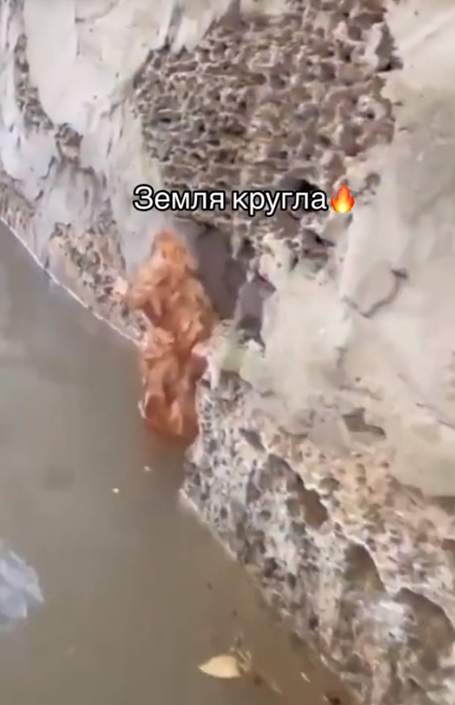 У оккупантов потерь на 3 млн долларов: спасенный при подрыве Каховской ГЭС котёнок "отомстил" оккупантам