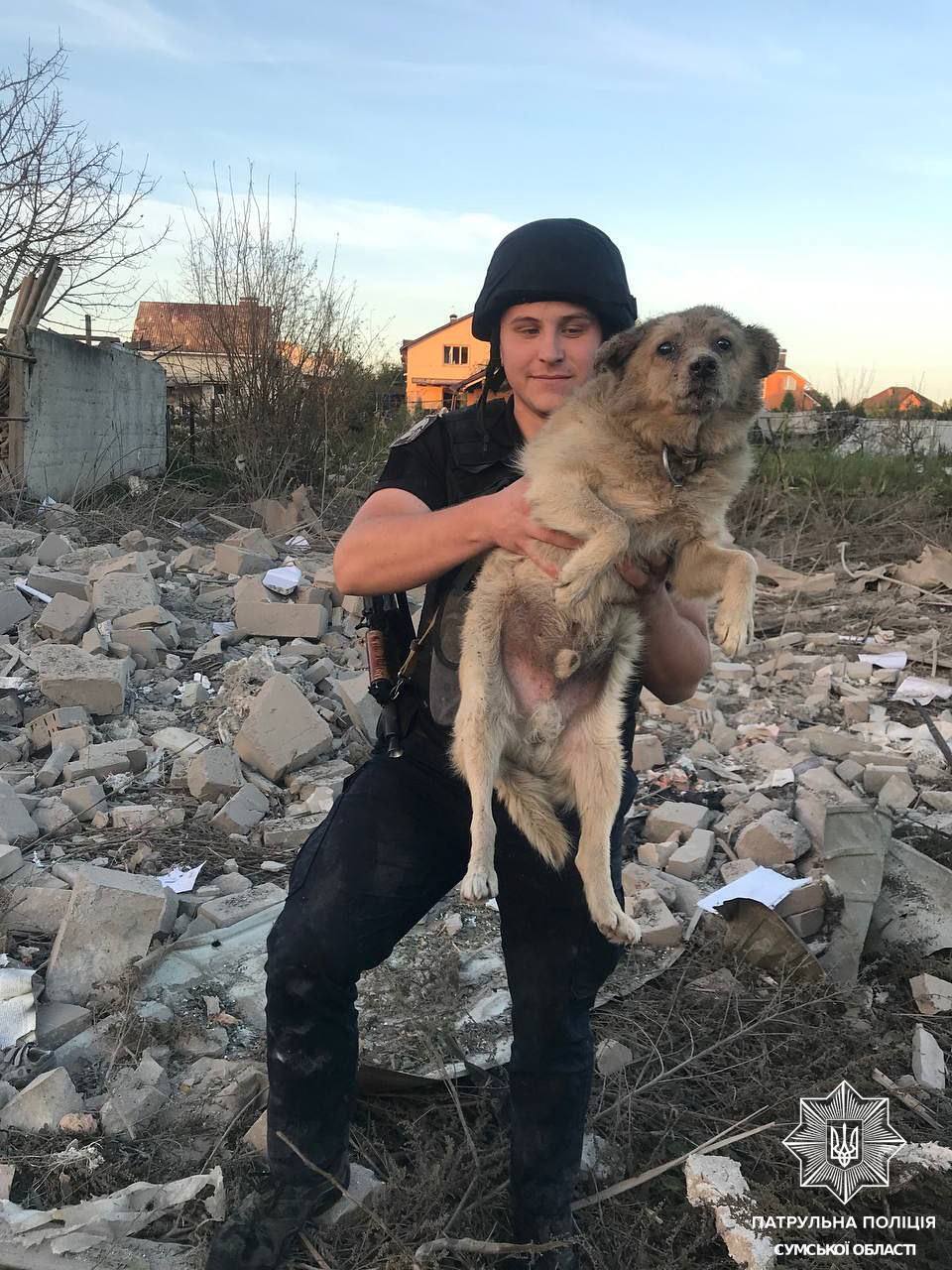 "Каждая жизнь важна": сеть тронули кадры с собакой, которую спасли из-под завалов после удара РФ по Сумам. Видео