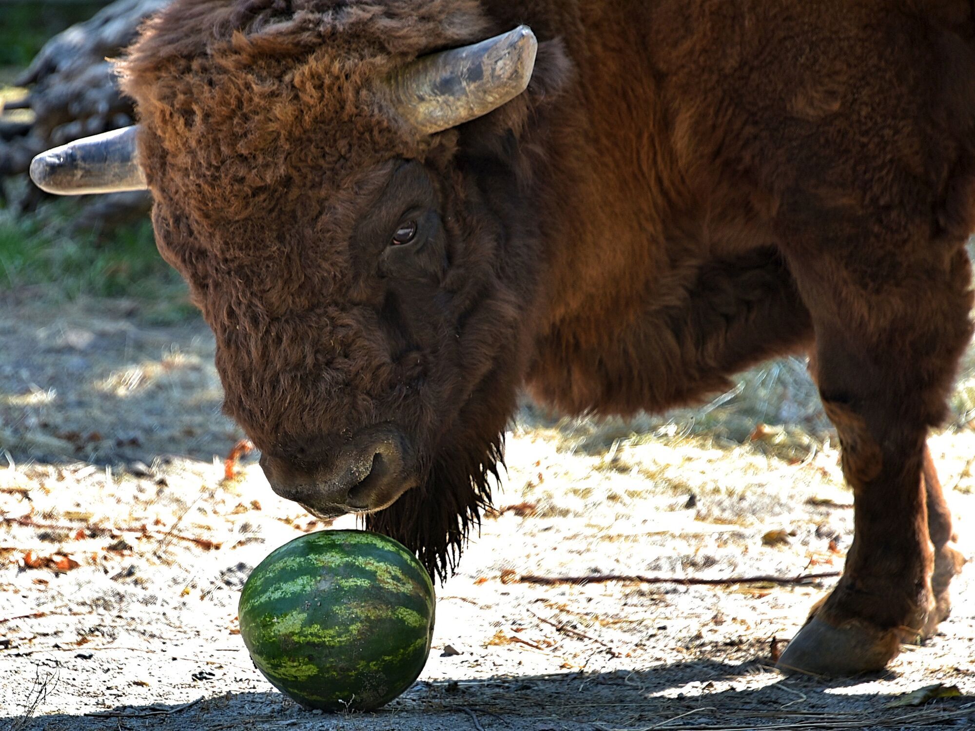 В Киевском зоопарке продолжаются арбузные уикенды: когда можно увидеть кормление животных. Фото и видео