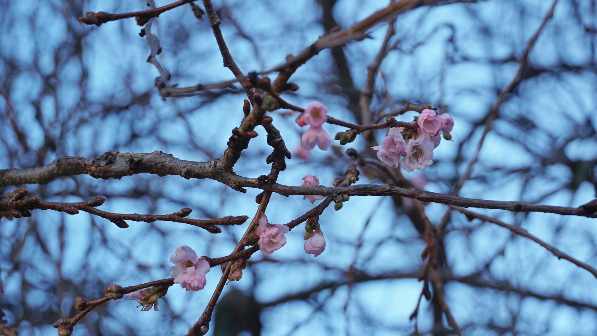 У Мукачеві "шалена" сакура розквітла посеред зими, незважаючи на морози. Фото
